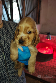 Cuccioli di cocker spaniel Cremona