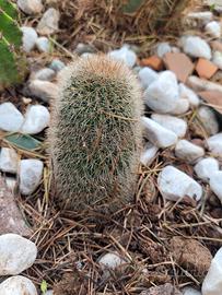 mammillaria cactus 