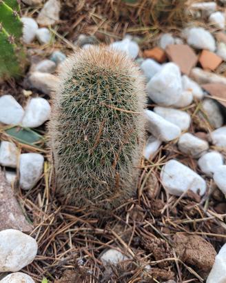 mammillaria cactus 