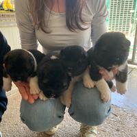 Cuccioli di Akita Americano