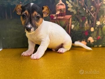 Jack Russell