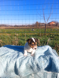 Cuccioli jack russel