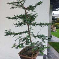 Bonsai Tasso