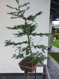 Bonsai Tasso