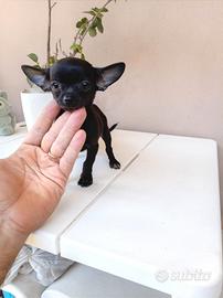 Ultimo cucciolo di chihuahua toy