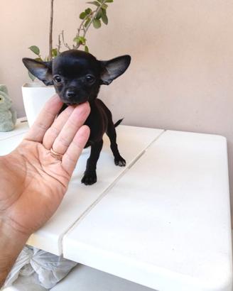 Ultimo cucciolo di chihuahua toy