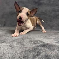 Bull terrier miniature