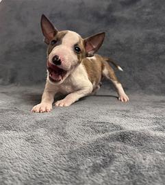 Bull terrier miniature