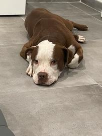 Pitbull per monta
