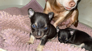 Maschietti cuccioli chihuahua