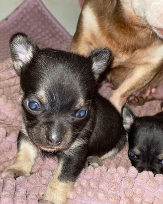 Maschietti cuccioli chihuahua