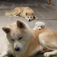 Famiglia di Akita Inu