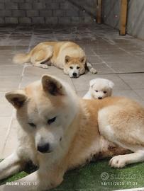 Famiglia di Akita Inu