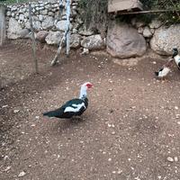 Anatra muta maschio