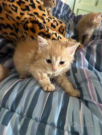Due maschietti gattini persiani i
