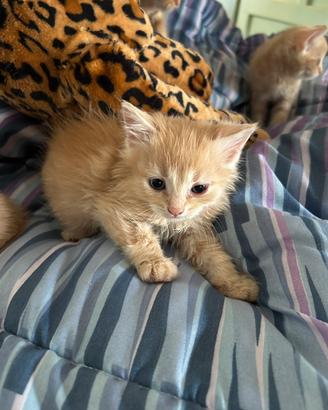 Due maschietti gattini persiani i