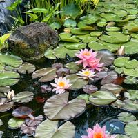 Ninfea Rosennymphae - pianta per laghetto