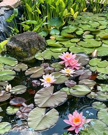 Ninfea Rosennymphae - pianta per laghetto