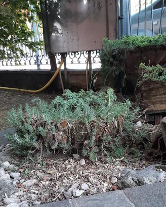 Fioriera in Cemento con Piante grasse
