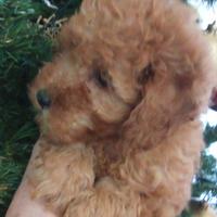 Cucciolo di barboncino mini toy