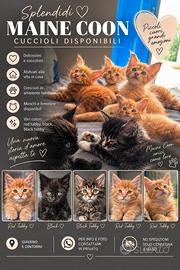 Cuccioli maine coon disponibili