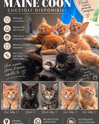 Cuccioli maine coon disponibili