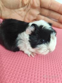 Gabbia e cavia