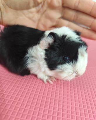 Gabbia e cavia
