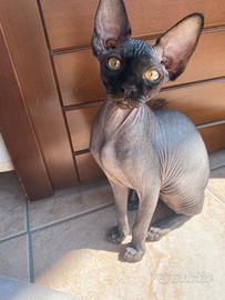 Sphynx canadese