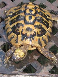 Maschio giallo Testudo hermanni boettgeri