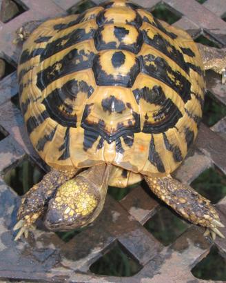 Maschio giallo Testudo hermanni boettgeri