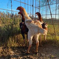 Gran Combattente Malese