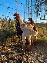 Gran Combattente Malese