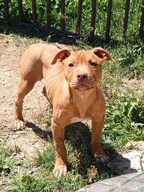Cucciole American Pitbull