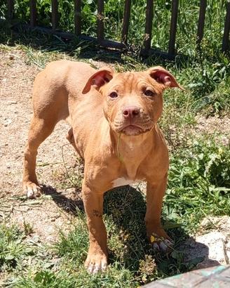 Cucciole American Pitbull