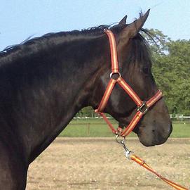 Cavallo in affidamento vicino a Milano ( leggere)