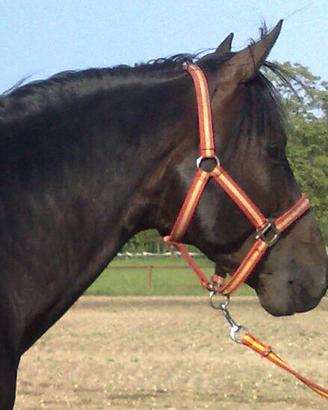 Cavallo in affidamento vicino a Milano ( leggere)