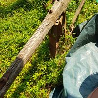 aratro antico veri Amatori 