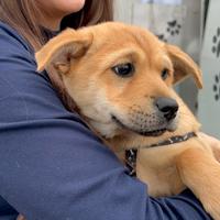 Cagnolina di 3 mesi in adozione