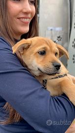 Cagnolina di 3 mesi in adozione