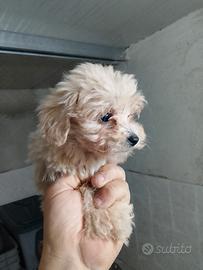 Maltipoo