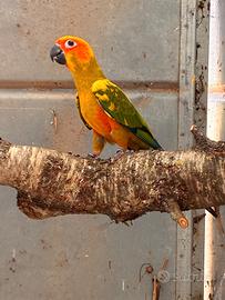 Conuro del sole