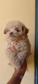 Cuccioli di maltipoo