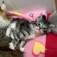 Maine coon cuccioli