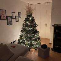 Albero