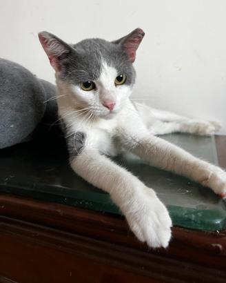 Gattino maltrattato