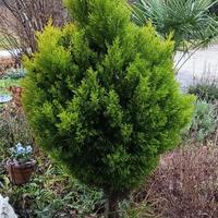 Cespuglio di conifera