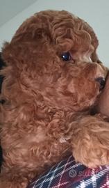 Cucciolo di barboncino toy RED fulvo PRONTO