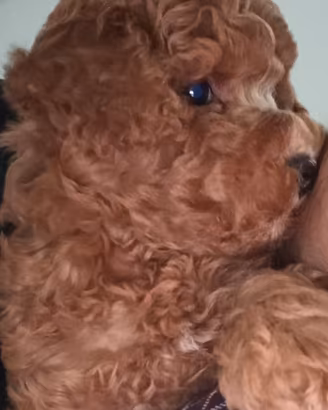 Cucciolo di barboncino toy RED fulvo PRONTO