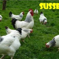 Galline sussex